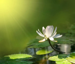 پوستر دیواری سه بعدی کد 984